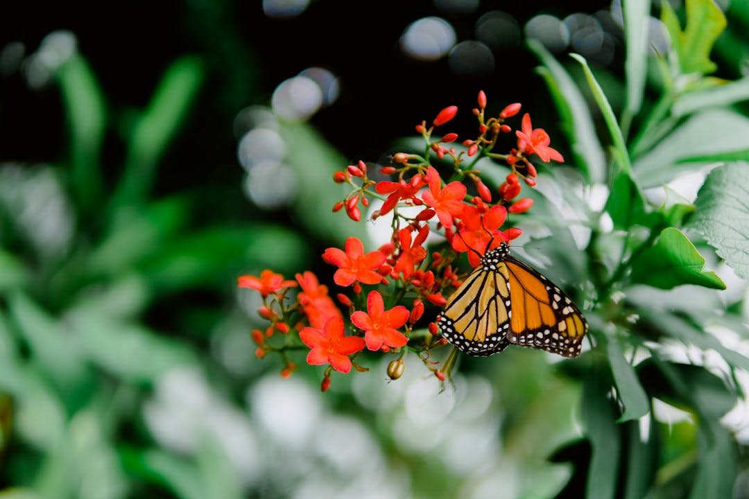 Monarch Butterfly