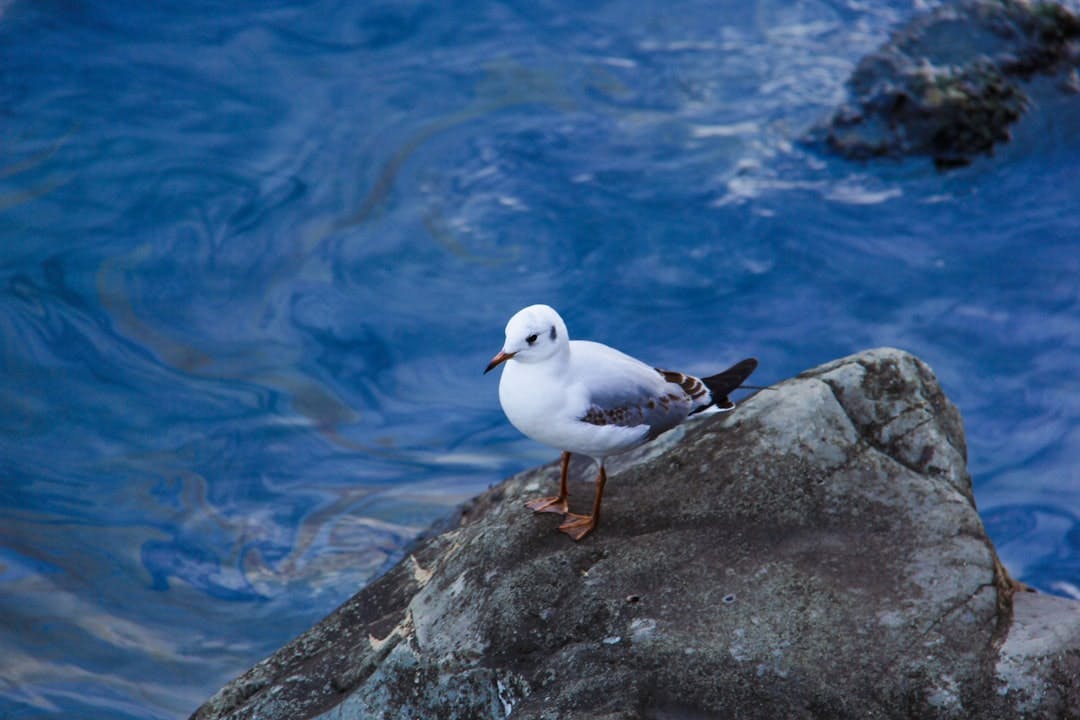 Albatross in flight