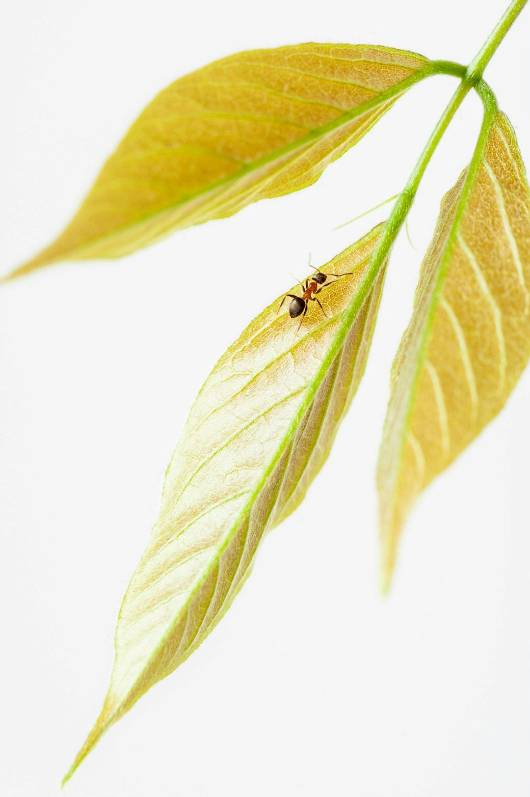 Ants following a pheromone trail