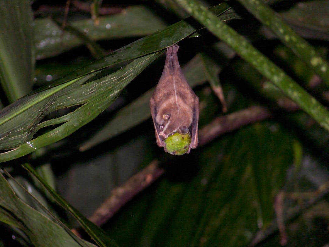 Bat in Flight