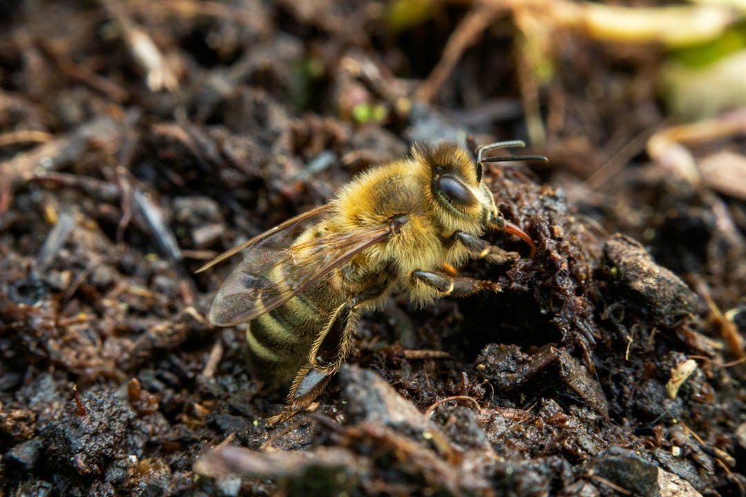 Urban Beehive