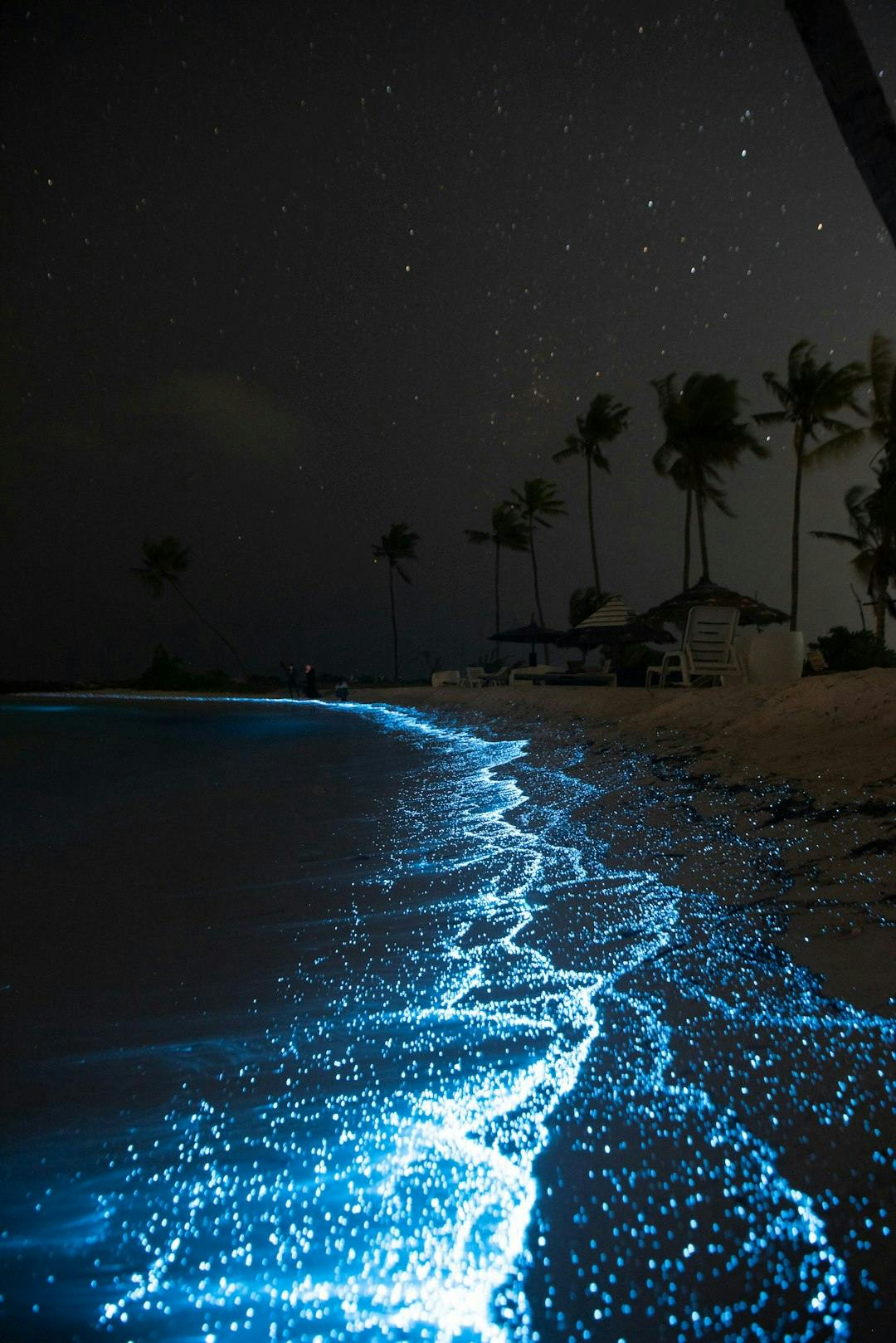 Bioluminescent organisms