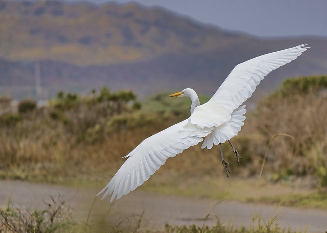 Birds in Flight