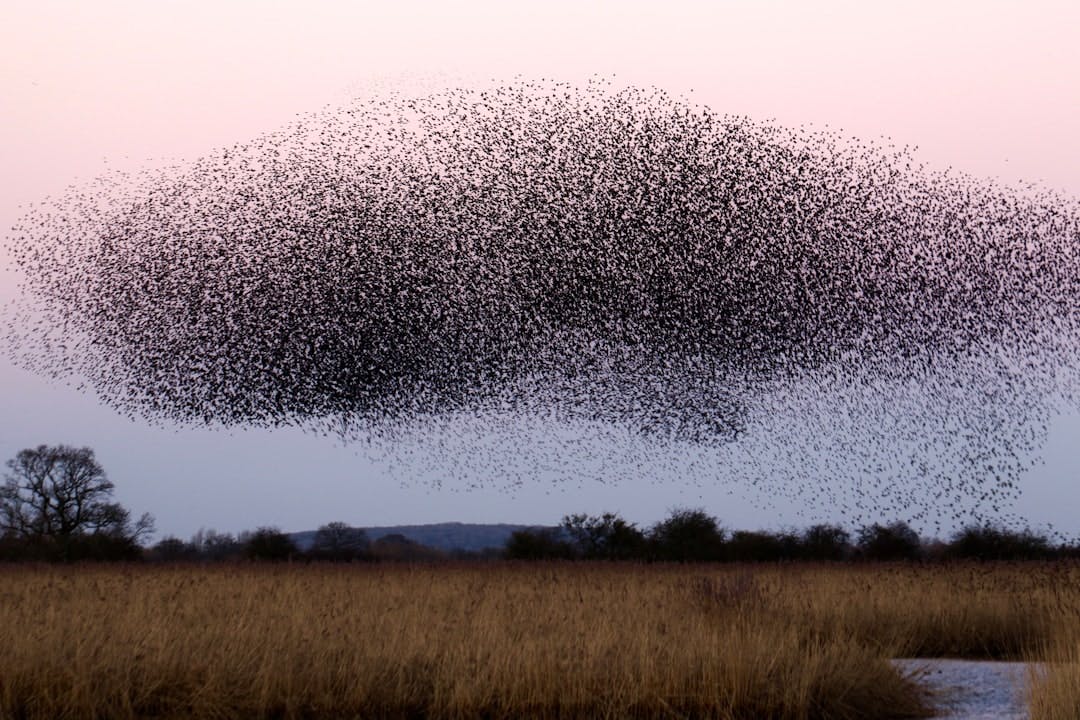 Birds in courtship