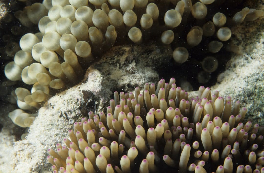 Coral Conservation