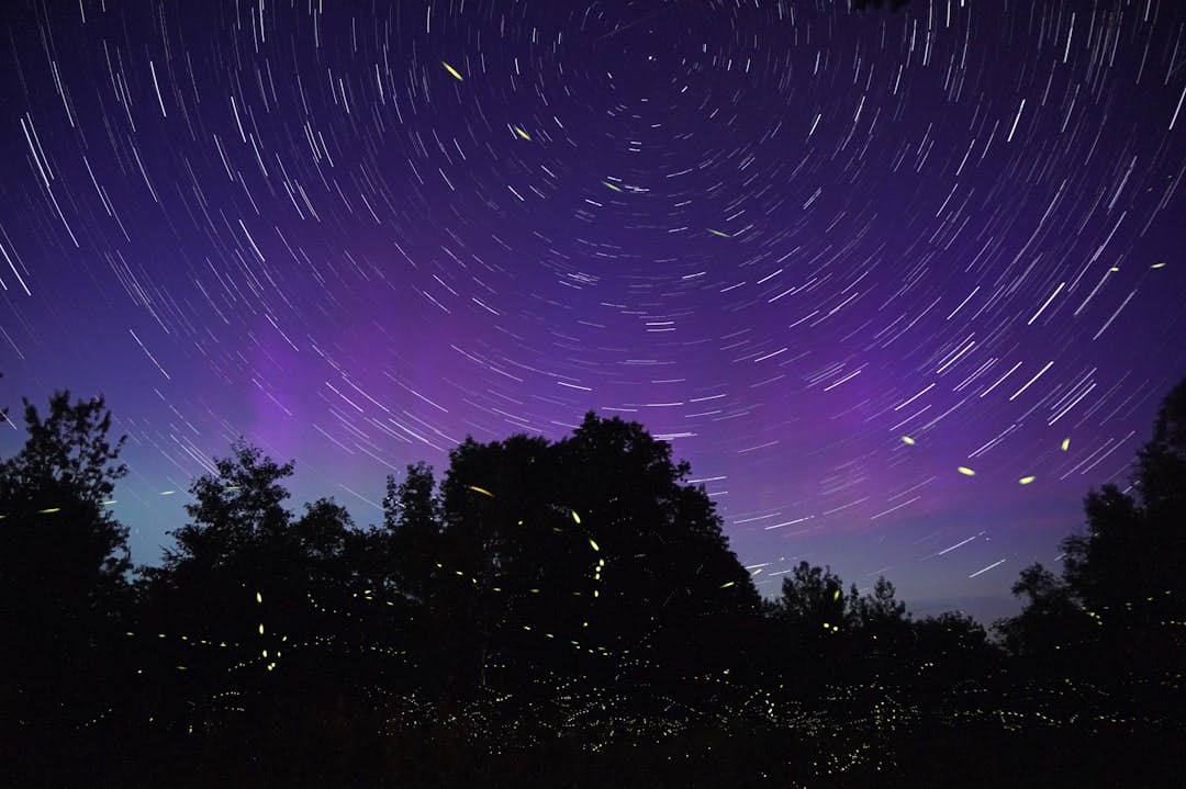 Firefly Bioluminescence