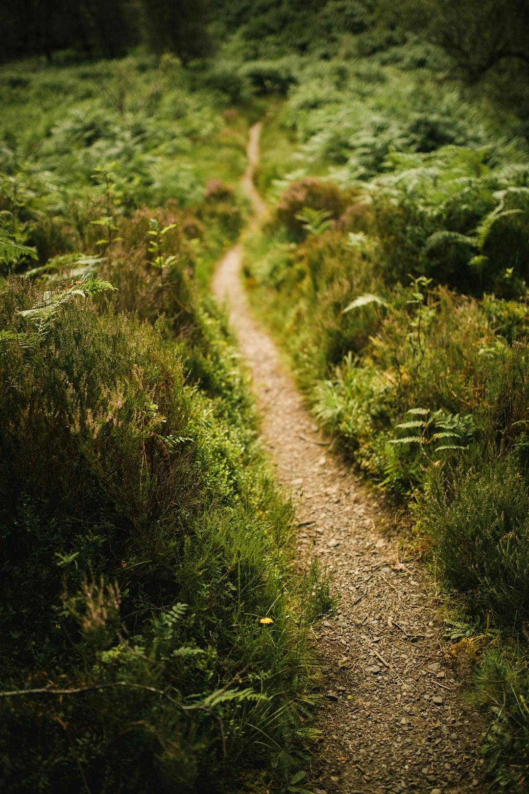 Forest Path