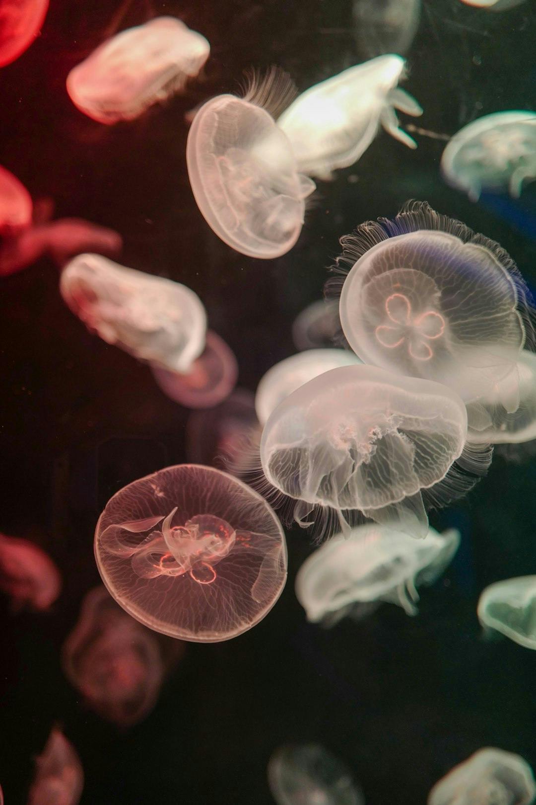 Biofluorescence in marine life