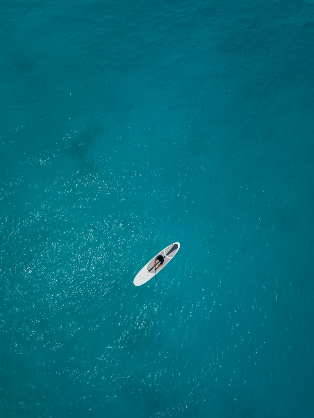 Albatross in the ocean