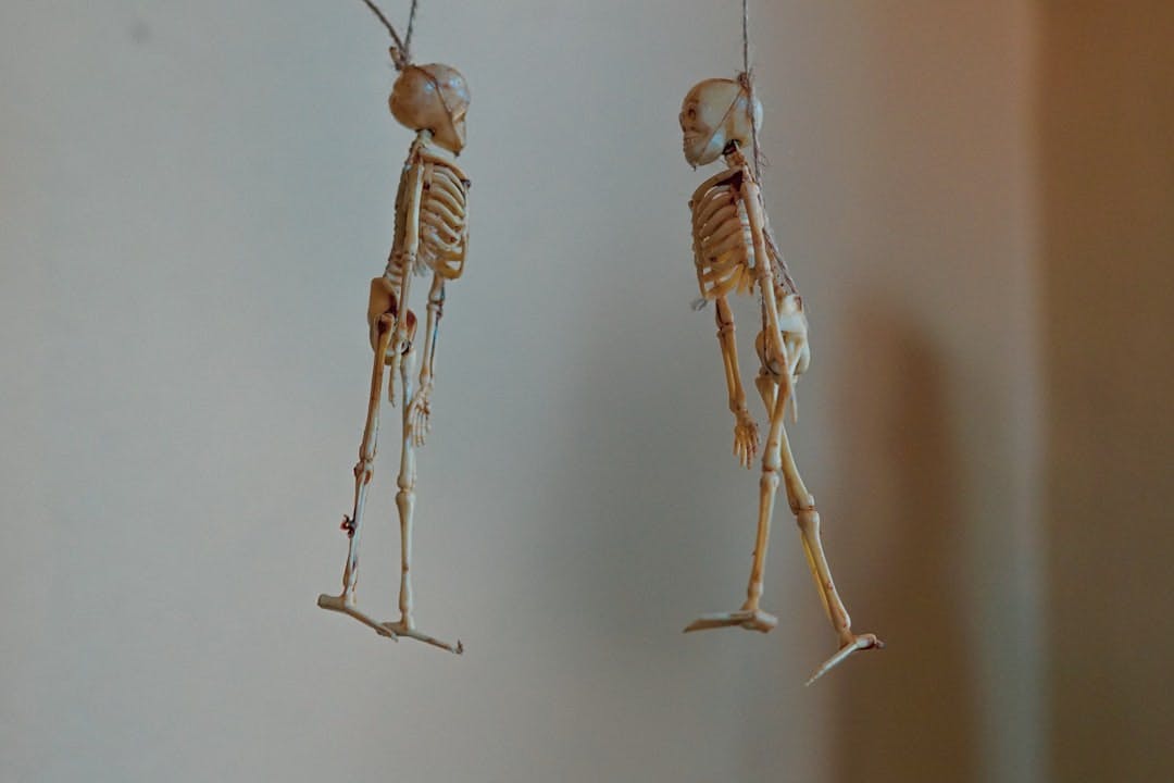 Skeleton